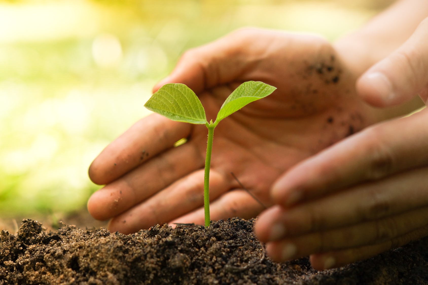 hands of famer growing and nurturing a young green plant / growing tree